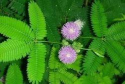 含羞草实验研究所麻豆日本,麻豆日本科研新突破