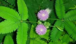 含羞草实验研究所麻豆日本,麻豆日本科研新突破
