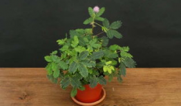 含羞草实验研究所麻豆日本,麻豆日本科研新突破